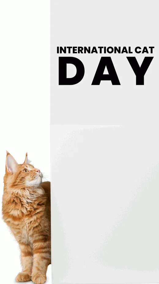 international-cat-day-2022